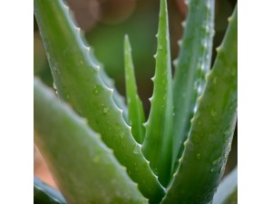 Aloe Vera Extract